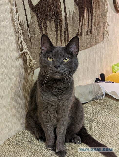 Котовторник 21.12.21