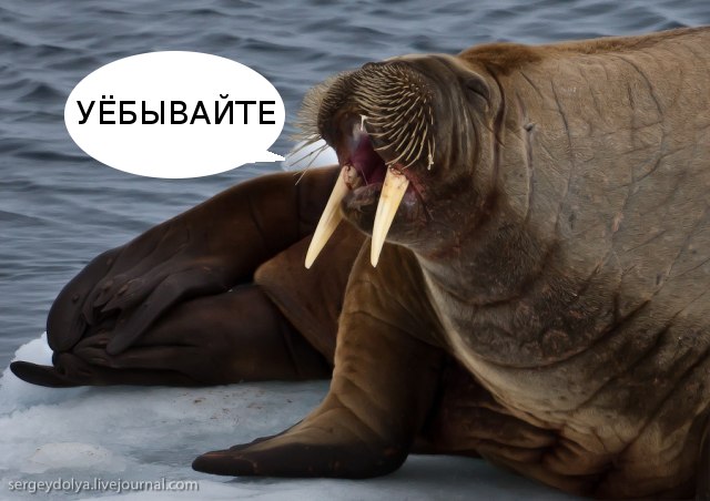 Недалеко от Земли Франца-Иосифа