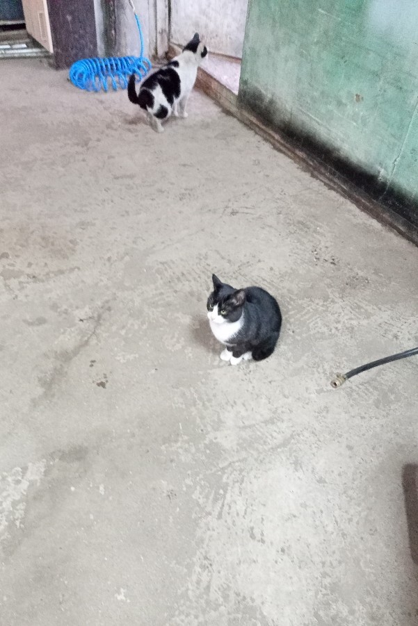 Котобанда Милахи продолжает отжимать шиномонтаж!