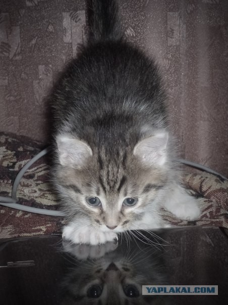 Котовторник 16.04.2013