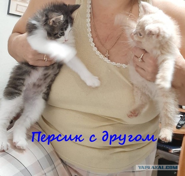 Жизнь домашнего приюта "Котоленд" 415
