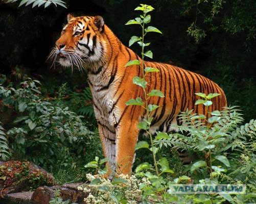 Кошка защитник