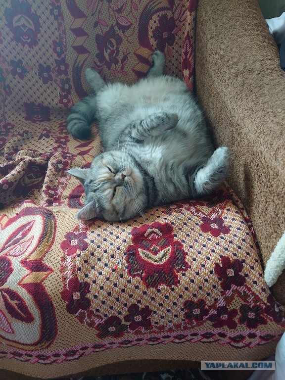 Первый Котовторник 2024