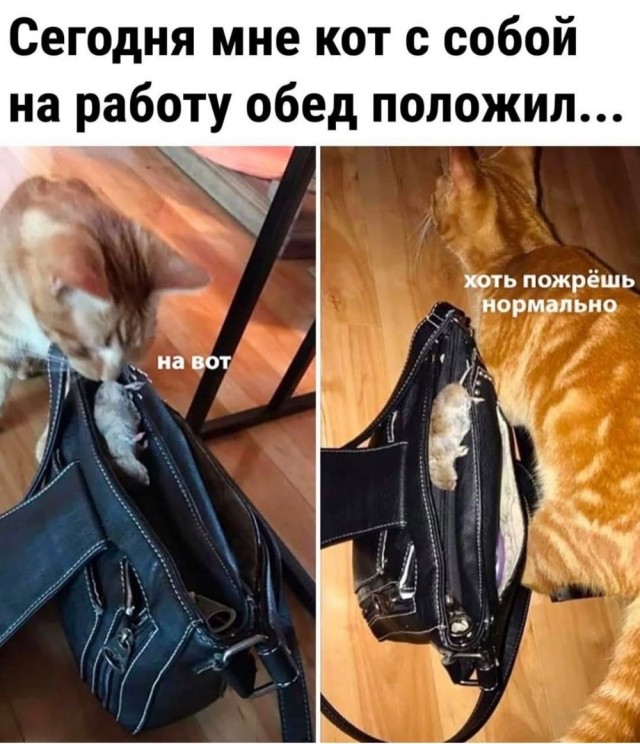 К котовторнику: подборка картинок-баянов с котиками и про котиков. Выпуск 26.