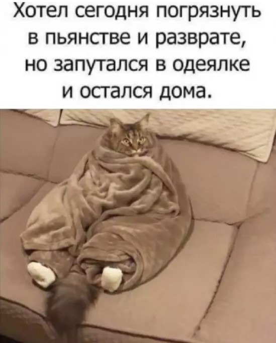 К котовторнику: подборка картинок-баянов с котиками и про котиков. Выпуск 40.