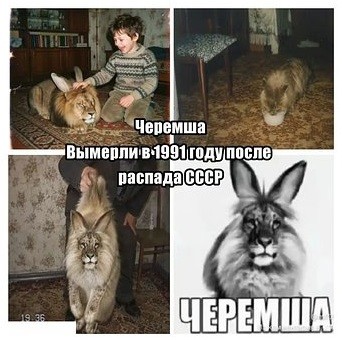 Минпросвещения разобрало мем «Черемша» и признало его безвредным.