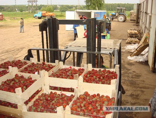 Островок социализма в Подмосковье.