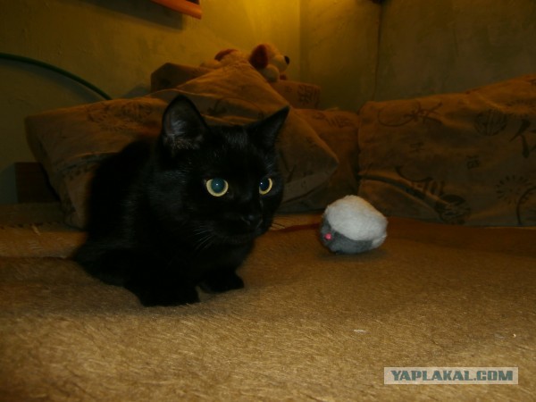 Котовторник 17.09.2013