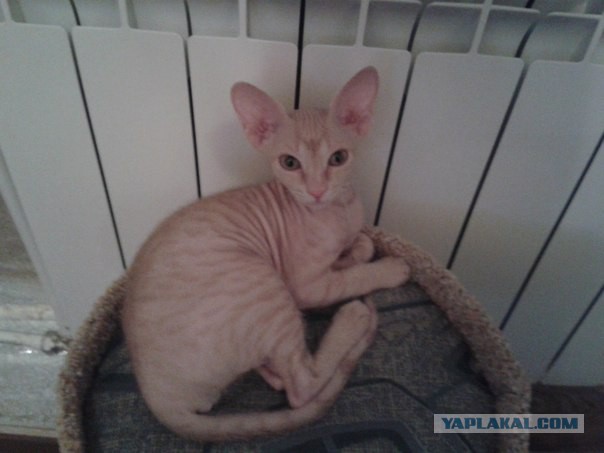 Котовторник 29.10.2013