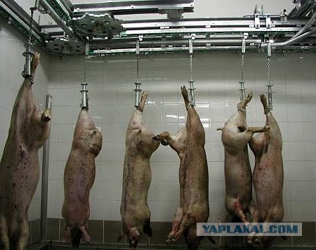 Жрите мясо!