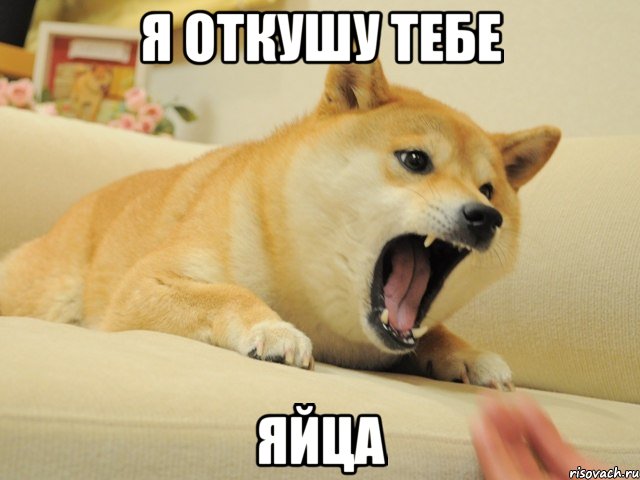 Не смешите собаку, когда она ест