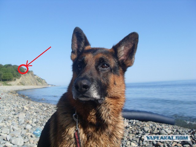 Поездка с собакой, на море, дикарями (Краснодар)