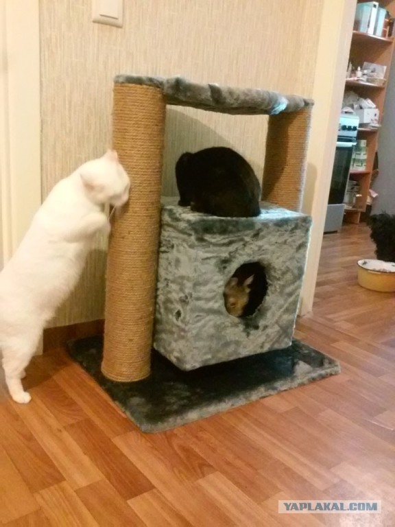 Котовторник 20.01.2015