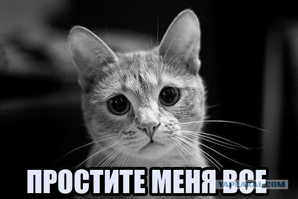 Прощёный кот