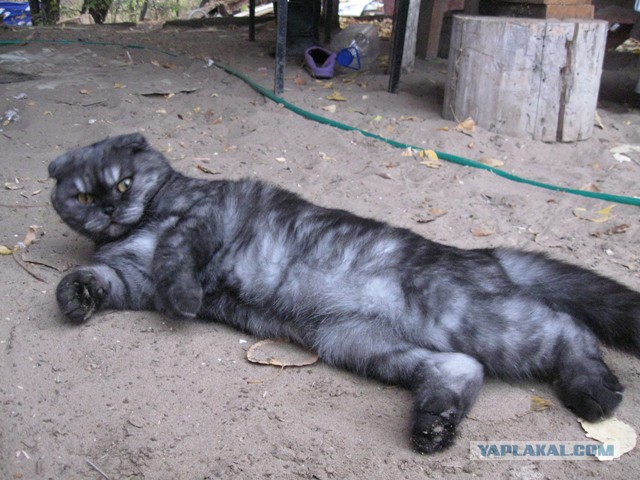 Котовторник 31.03.2015