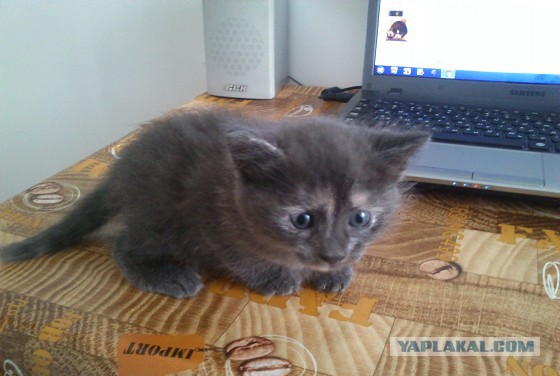 Котовторник помоги!