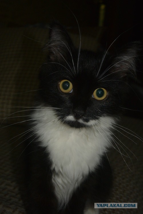 Котовторник 11.08.2015