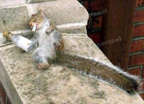 10 удивительных фактов о том, как спят животные