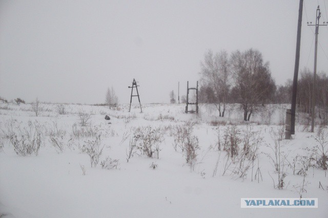 Исчезающая собака
