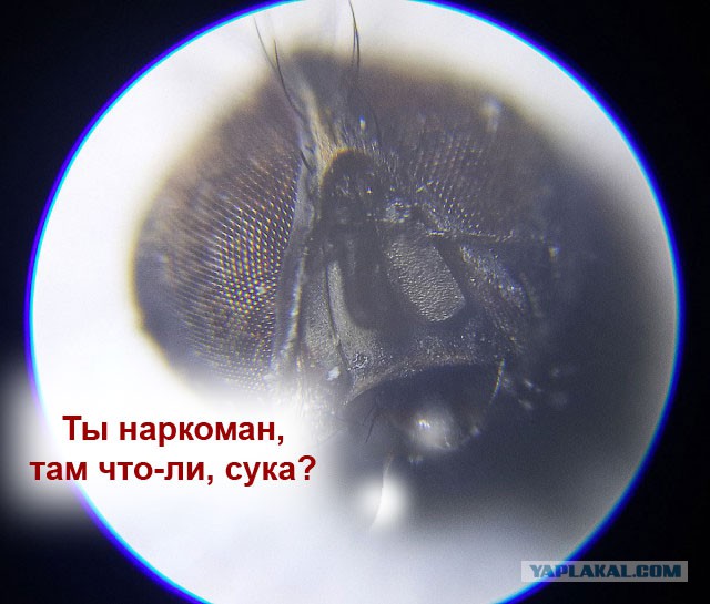 Мир в миллиметре