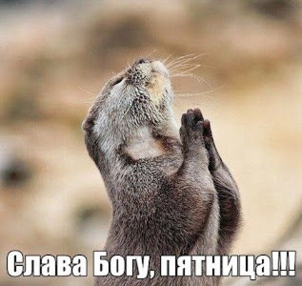 Мохнатые беспредельщики