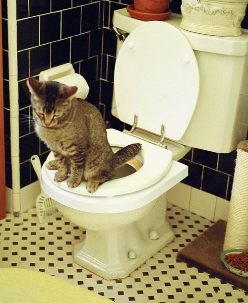 Вторничный котомёт!