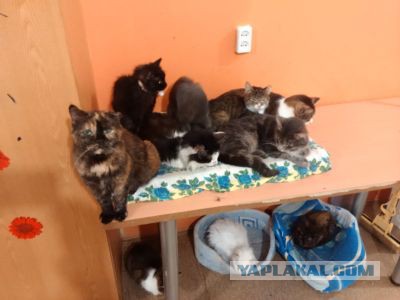 Приют для бездомных животных "Убежище"