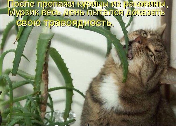 Мохнатые беспредельщики