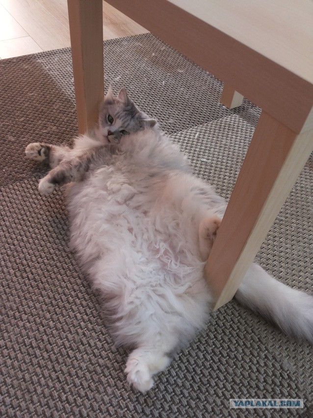 Котовторник 19.07.2016
