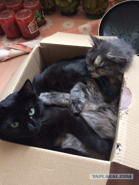 Котовторник 22.11.2016