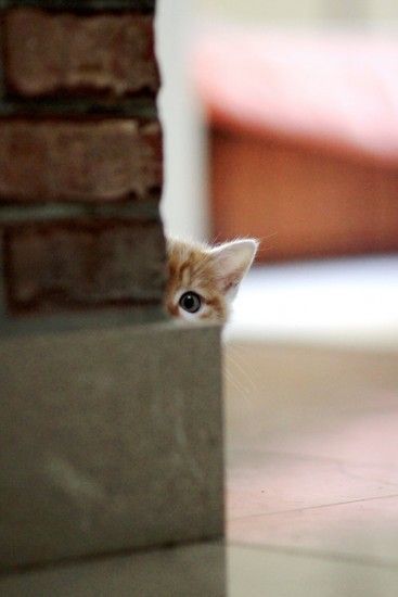 Коты из сети