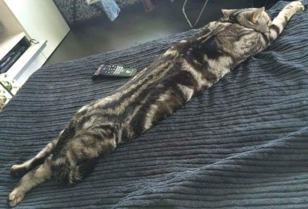 Коты и Кошки