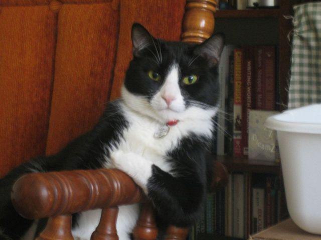 Коты и Кошки
