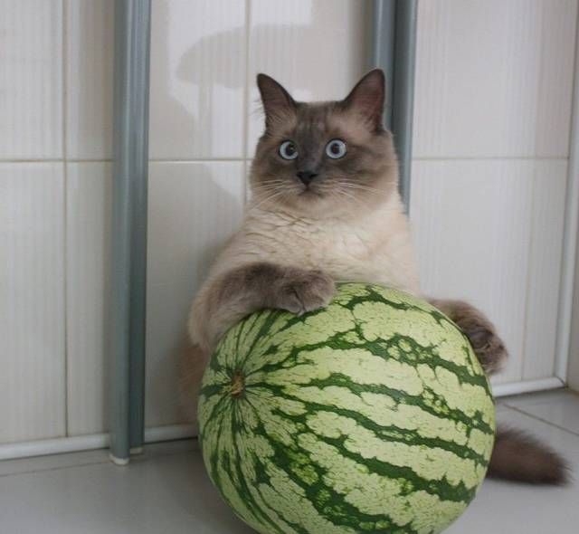 Коты и Кошки