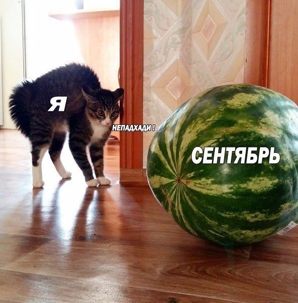 Коты и Кошки
