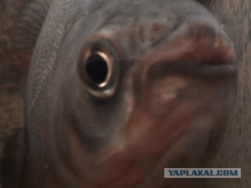 Операция "Крышка"