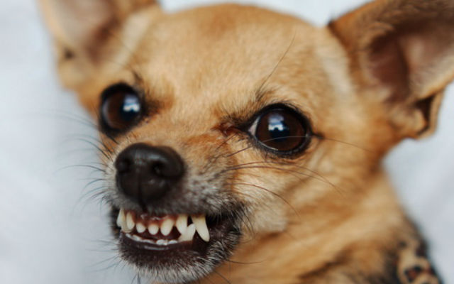 Как живется людям маленького роста