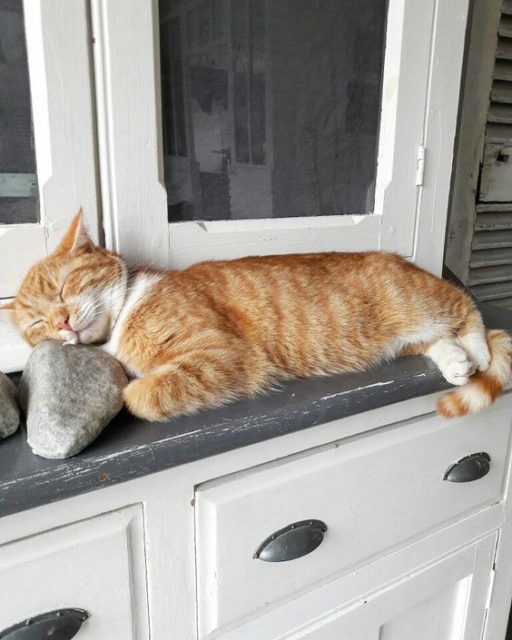 Прикольных котов пост