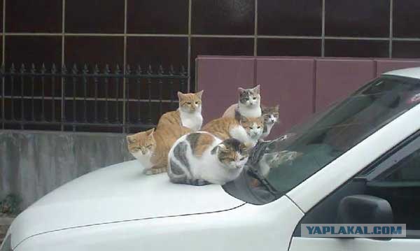Котовторник  на  ЯПлакалъ