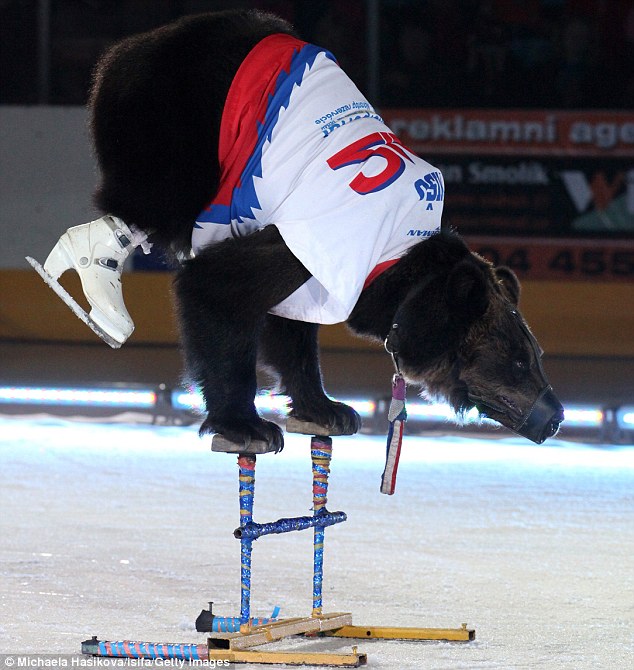 Британия в шоке - в Росси медведи играют в хоккей