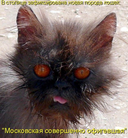 Эти смешные животные!