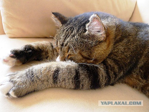 Котовторник 06.09.11