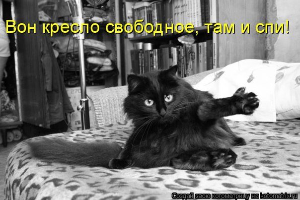 20 котов, у которых была всего секунда, чтобы прославиться. И они воспользовались ею сполна!