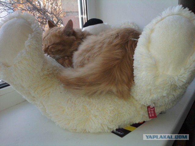 Котовторник! 08.11.11