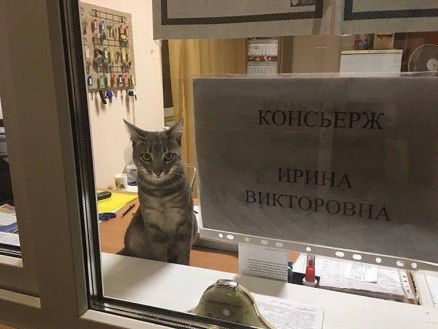 Прикольных котов пост