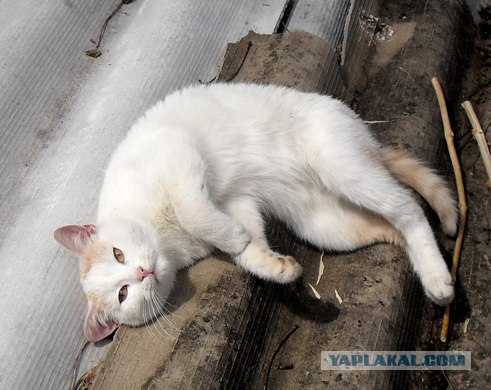 Котовторник 10.04.2012