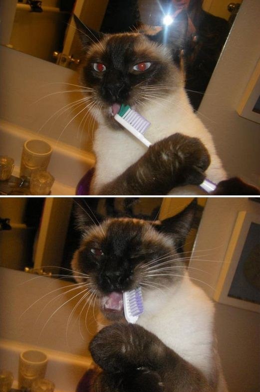 Котовторник  21.08.12