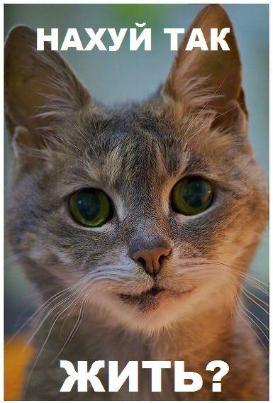 Котовторник 30.10.2012