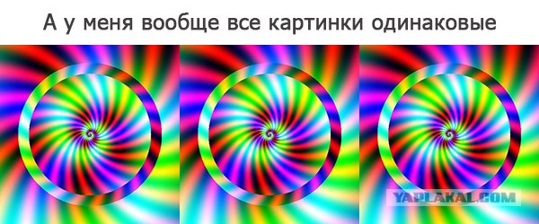 Как видят мир животные