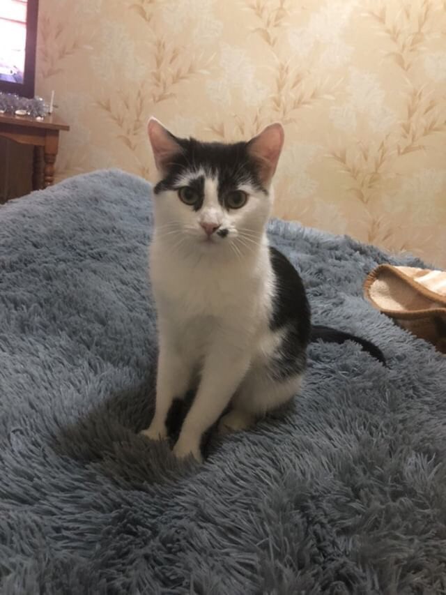 Прикольных котов пост